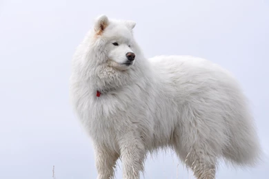Download Wallpapers 3840x2400 Samoyed, Fluffy, Dog Ultra HD 4K HD ...