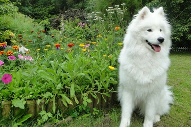 Flowers Garden Dogs Samoyed Samoyede Wallpapers