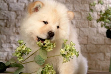 10 Samoyed HD Wallpapers