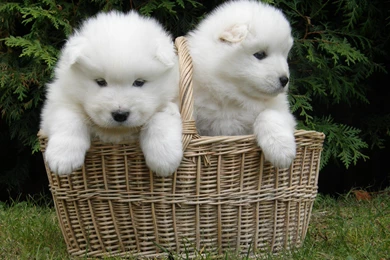 Samoyed Wallpaper Images