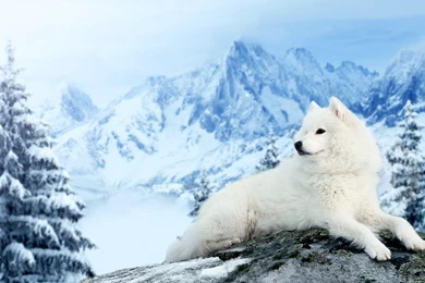 Dog Samoyed Mountains Winter Snow Wallpapers