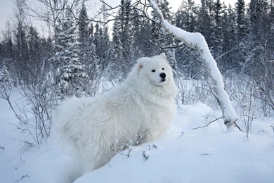 SAMOYED Dog Dogs Canine Wallpapers