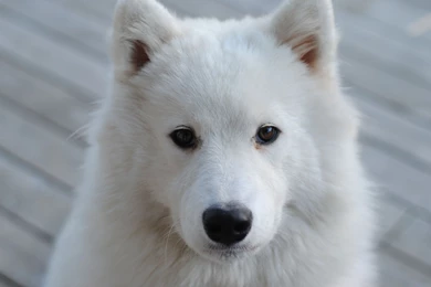 Samoyed Best Wallpapers