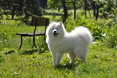 Samoyed Dog In The Park Wallpapers