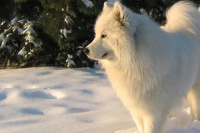 Index Of /user content/uploads/wall/o/11