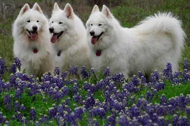 Samoyed
