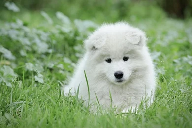 Giant Samoyed › Dog Pictures