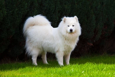 SAMOYED Dog Dogs Canine Wallpapers