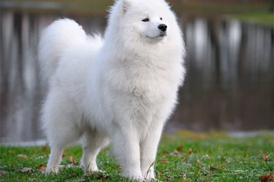 Samoyed Puppies   Wallpapers Free