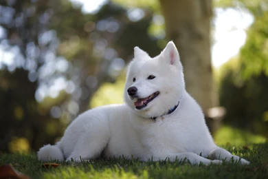 SAMOYED Dog Dogs Canine Wallpapers