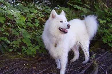 Samoyed Wallpaper, Puppy Pictures, Breed Info.