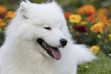 Champion Show Dog Kidnapped, Neutered