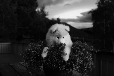 Index Of /user content/uploads/wall/o/49