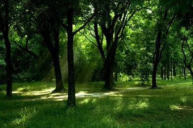 Through The Woods Of The Beautiful Sunshine HD Wallpapers 2 ...