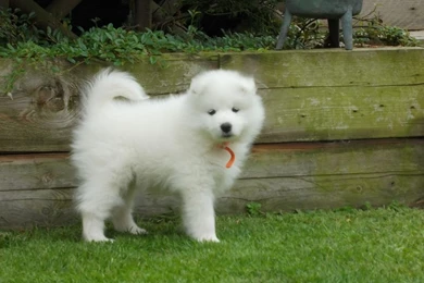 Samoyed Puppy (id: 51171) – BUZZERG