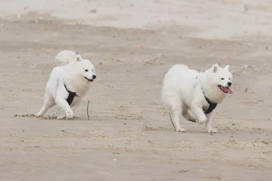 Download Wallpapers 3840x2400 Samoyed Dogs, Dogs, Puppies, Running ...