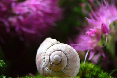 The Beautiful House Mobile Wallpapers   Mobiles Wall