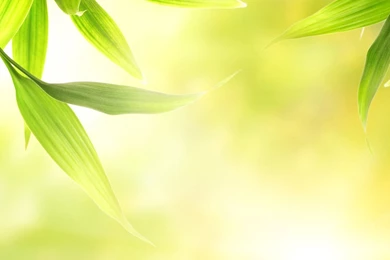 Green Leaves 1152x864 Wallpapers, 1152x864 Wallpapers & Pictures ...