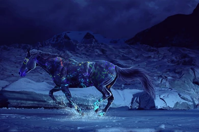 Horse Backgrounds For Desktop