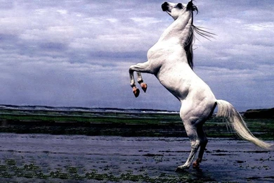 Free Horse Wallpapers For Computer Wallpapers Cave