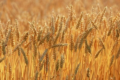 Faith Journey With Kim: Growing In Christ Jesus: November 2015