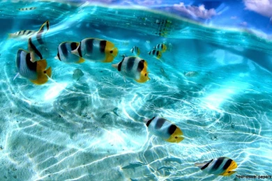 Free Live Wallpapers Iphone