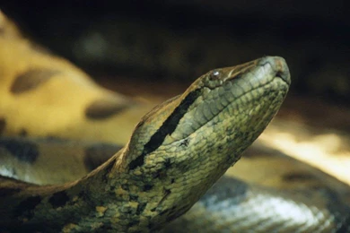 A Selection Of 8 Images Of Anaconda In HD Quality