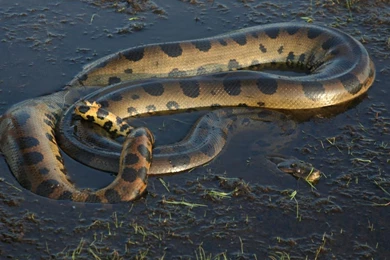 Awesome Anaconda HD Wallpapers Free Download