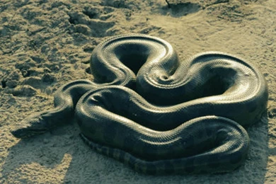 Great Anaconda Snake Wallpapers