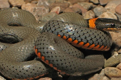 Anaconda Python Snake Hd Wallpapers : Wallpapers13.com