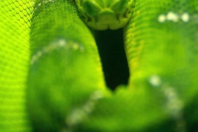 Green Anaconda iPhone 6 Wallpapers, iPhone 6 Backgrounds And Themes