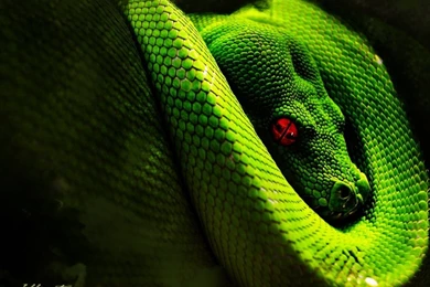 Fondo De Anaconda Verde En Fondos Y Pantallas