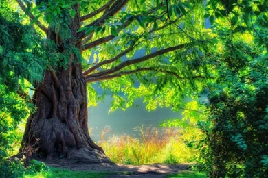 3D Tree Nature Wallpaper HD   HD Widescreen Wallpapers