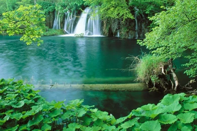 Forest Hd Nature Wallpapers 3d Nature Wallpapers