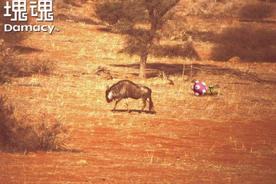 82 Katamari Damacy HD Wallpapers