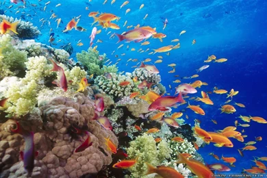 Underwater Wallpapers   Crazy Frankenstein