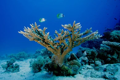 Free Cool Wallpapers: Underwater Hd