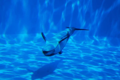 Free Animals Wallpaper, Dolphin Swimming Underwater, Sunshine All ...