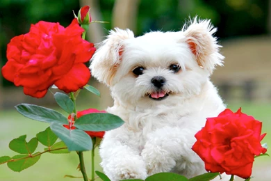 Free Cute Fluffy Puppy Computer Desktop Wallpapers