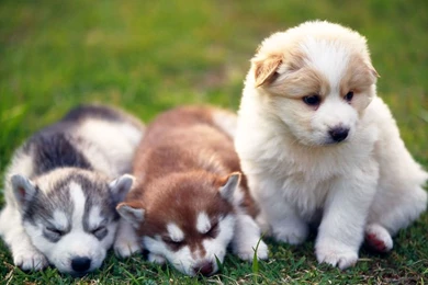 Husky Cute Puppies Wallpapers For Your Computer Desktop