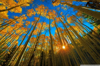 Golden Aspen Wallpapers Full HD [2000x1333]   Free Wallpapers Full ...