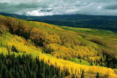 Aspen Tree Wallpapers