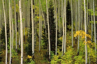 Free Aspen Wallpapers