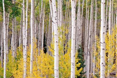 30 Aspen Tree Wallpapers Pictures