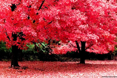 High Definition Desktop Wallpapers Widescreen