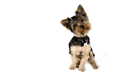 Doggy Archives   Simply Wallpapers   Just Choose And Download