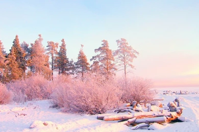 Winter Snow Desktop Wallpapers HD 49827   Dongxue Series ...