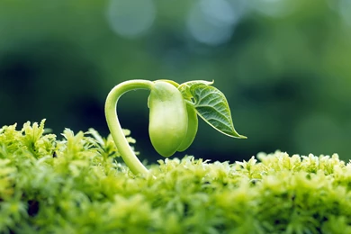 New Plants Grow Macro Wallpapers Download