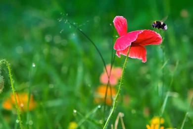 Desktop Wallpapers · Gallery · Nature · Wild Poppies And Bumblebee ...