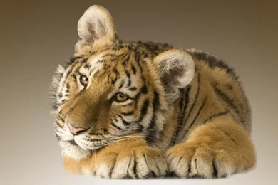 1067 Tiger HD Wallpapers